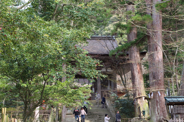 春の湖東・西明寺「千年杉と二天門」/癒し憩い画像データベース