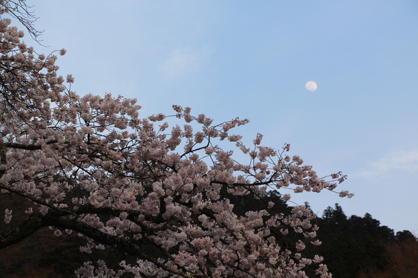 満開の桜と夕月/癒し憩い画像データベース