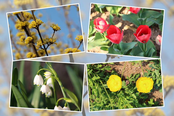 春の福岡「能古島の花たち」