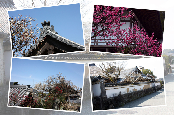 太宰府・光明禅寺「建物群と梅の木」