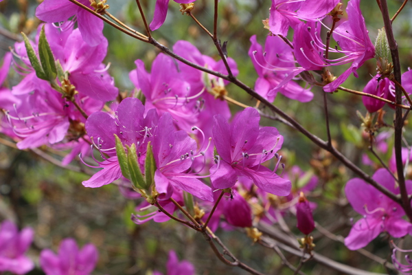榛名湖畔で咲いたミツバツツジ/癒し憩い画像データベース