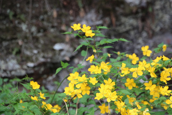 渓谷で咲いた春の黄花