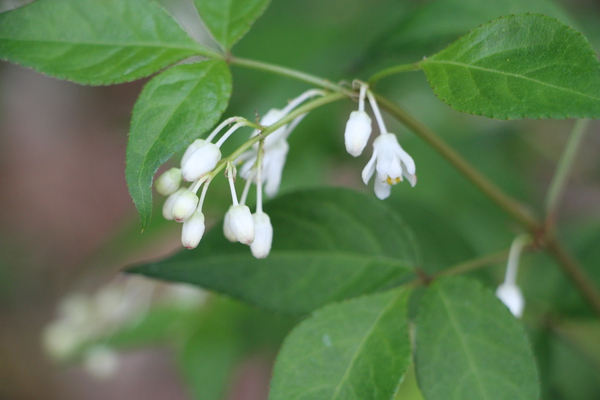 春の白い花