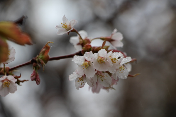 山桜/癒し憩い画像データベース