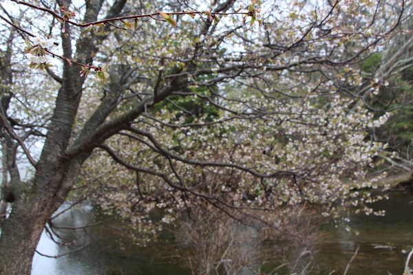 山桜と渓流/癒し憩い画像データベース
