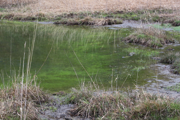 エメラルドグリーンの苔むす源泉沼/癒し憩い画像データベース