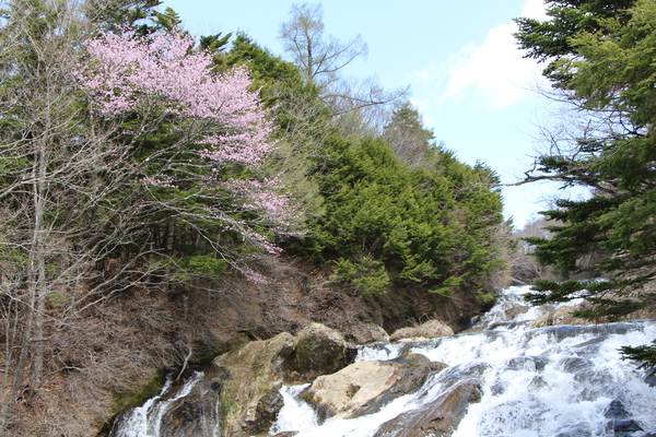 岩床を流れる春の「竜頭ノ滝」