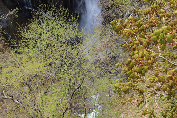 早緑の華厳の滝「新緑と白い滝筋」