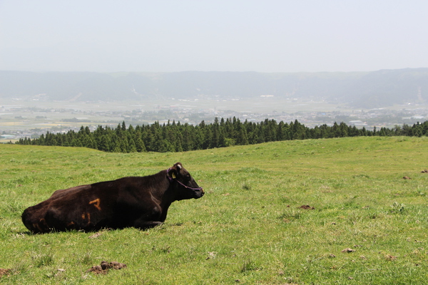 春の高原で憩う牛/癒し憩い画像データベース