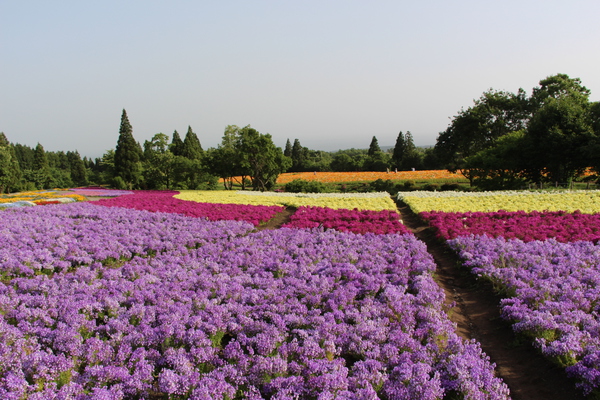 多彩な色の花畑/癒し憩い画像データベース