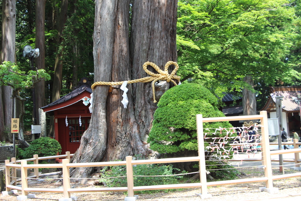 富士浅間神社「夫婦桧」/癒し憩い画像データベース