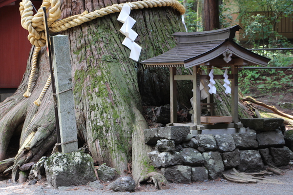 初夏の北口本宮富士浅間神社「諏訪神社の大杉」/癒し憩い画像データベース