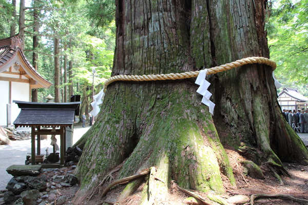 初夏の北口本宮富士浅間神社「諏訪神社の大杉」/癒し憩い画像データベース