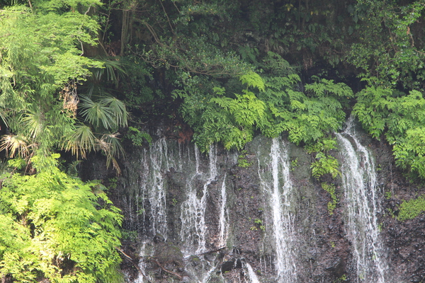 新緑と岩間から流れ落ちる「白糸の滝」伏流水