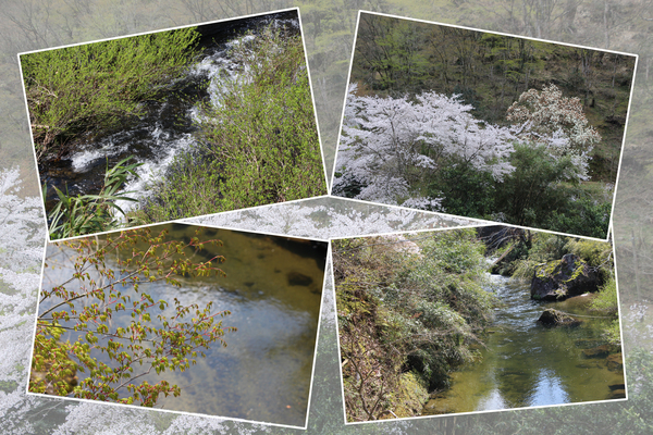 春の深耶馬渓・一目八景「新緑の谷川と森」