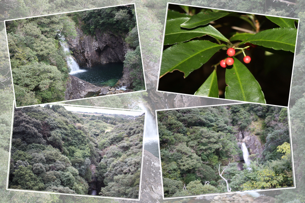 屋久島「竜神の滝」と原生の森
