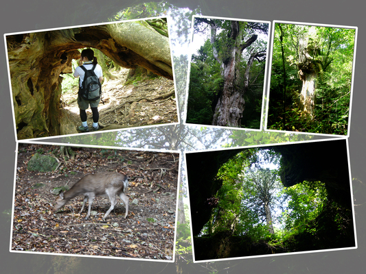 屋久島の巨杉群と動物たち
