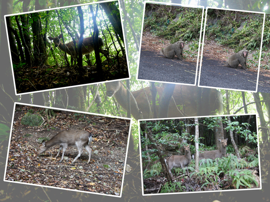 屋久島の「野生の鹿と猿」/癒し憩い画像データベース