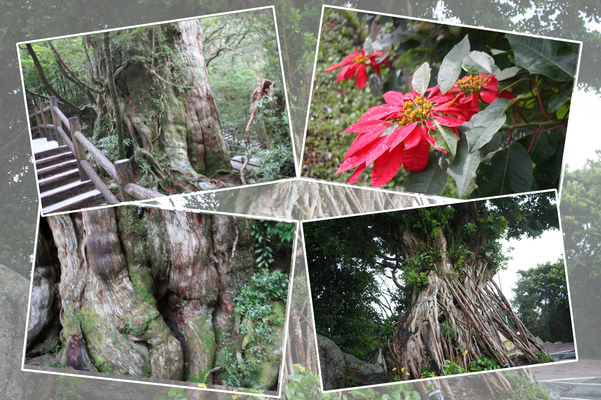 屋久島「紀元杉と植物たち」