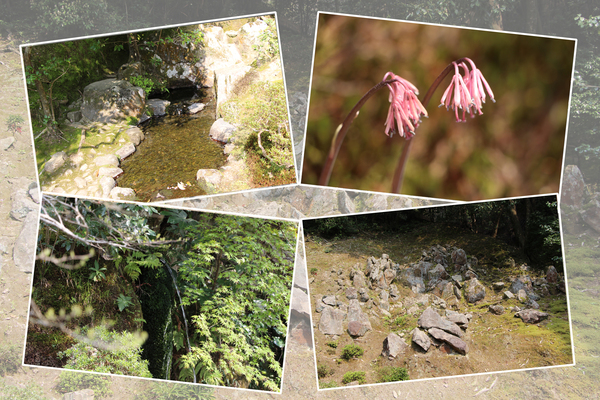 春の京都・銀閣寺「洗月泉、お茶の井、石組み庭園」