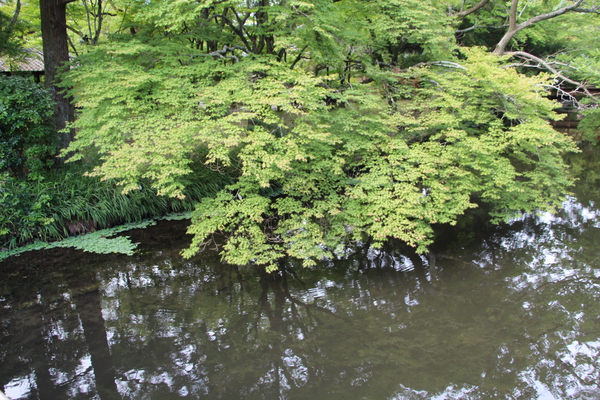 金鱗湖畔の緑葉期のカエデ