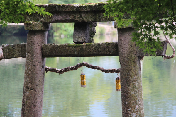 夏の金鱗湖湖に建つ天祖神社の鳥居