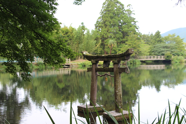 夏の金鱗湖湖に建つ天祖神社の鳥居
