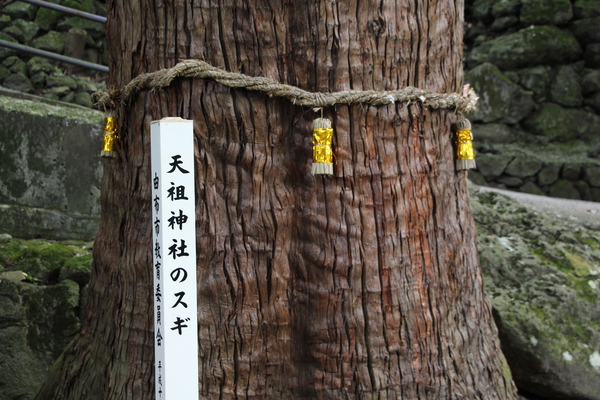 天祖神社の杉（神木）