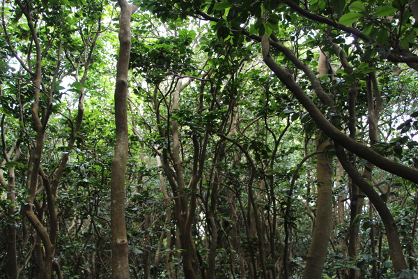 佐田岬の夏の原生林