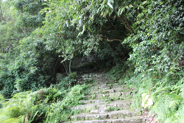 夏の宇和島城址「緑の森と本丸への石段」