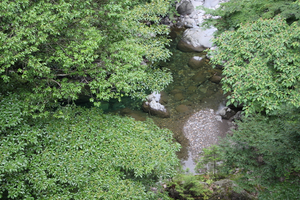 鶴ヶ橋から見た緑葉と渓谷/癒し憩い画像データベース