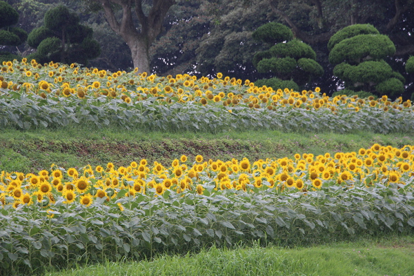 夏の能古島「ひまわり畑」