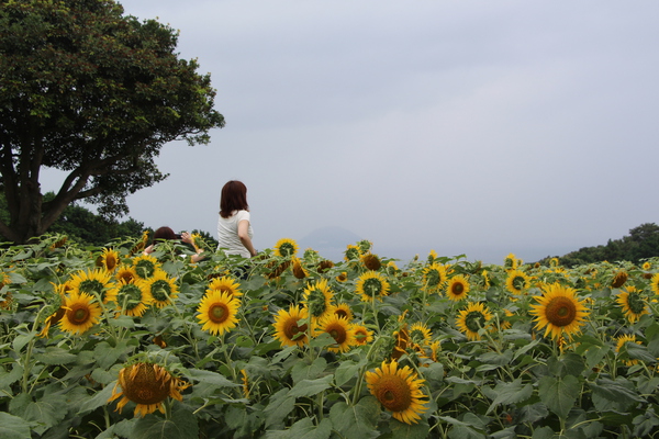 夏の能古島「ひまわり畑」