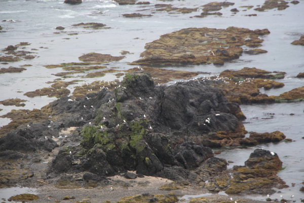 襟裳岬の岩礁と海鳥たち