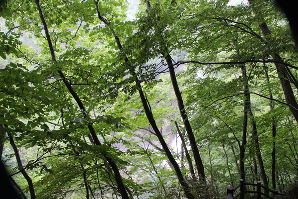 深緑の森と樹間の滝筋