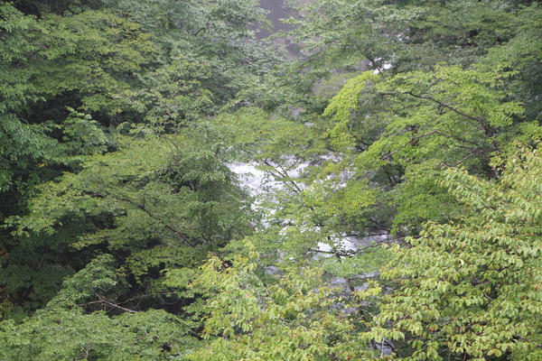 深緑の森と秋保大滝の遠望