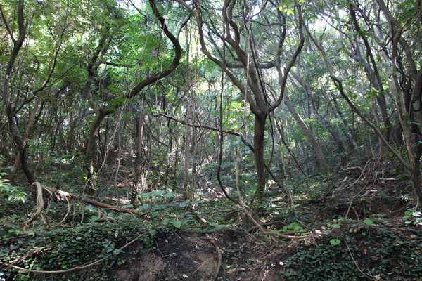 能古島の原生林
