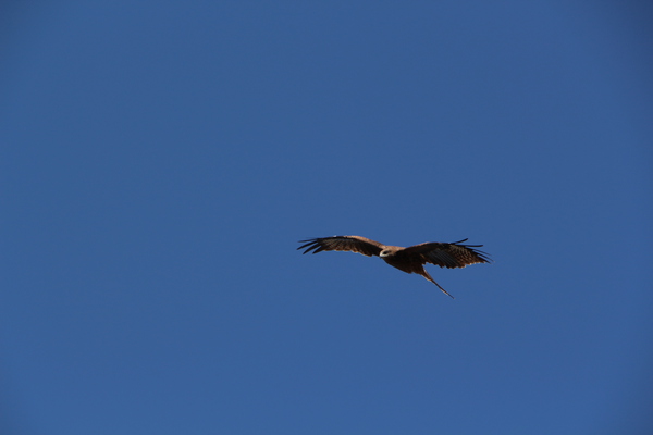 �Ķ����񤦡֥ȥ�ӡ�/�����Ƥ������ǡ����١���