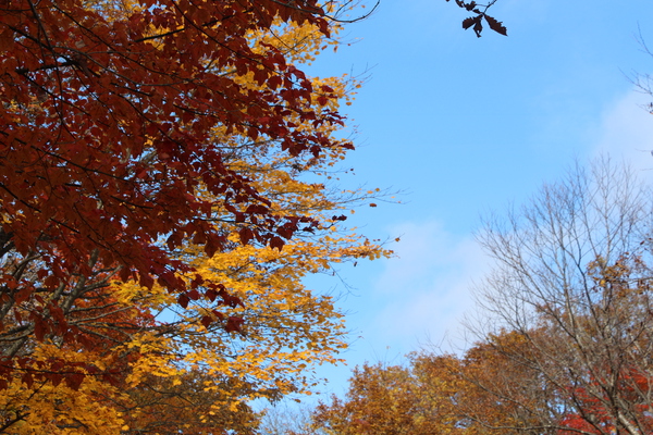 青空と秋