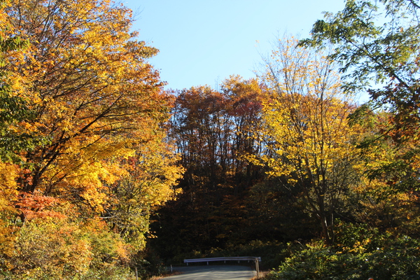 秋紅葉の蔵王周辺の森と車道