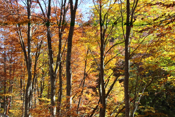 秋紅葉のブナ林
