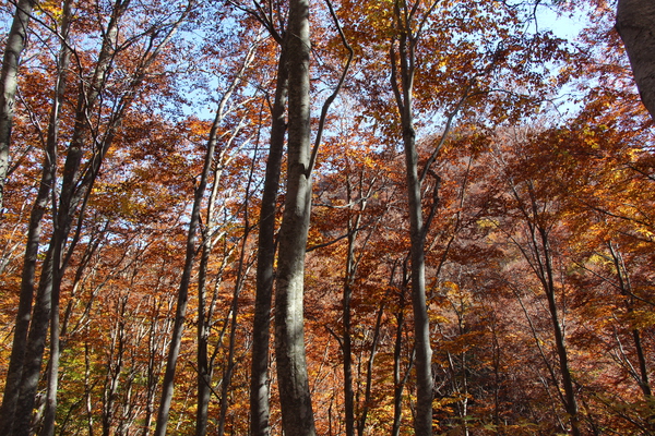 秋のブナ林