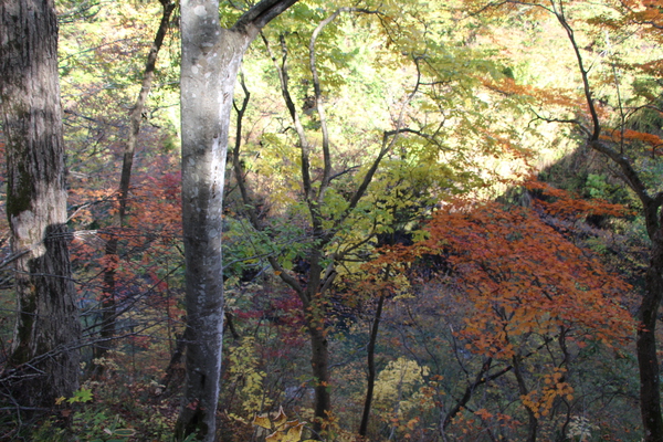 秋の小安峡「森の黄葉と紅葉」