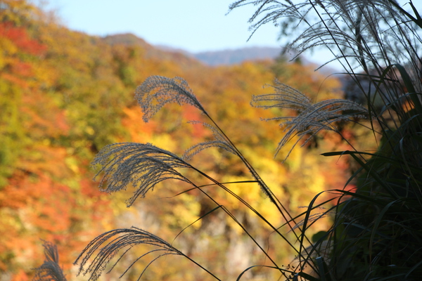 秋の小安峡「ススキと森の黄葉」