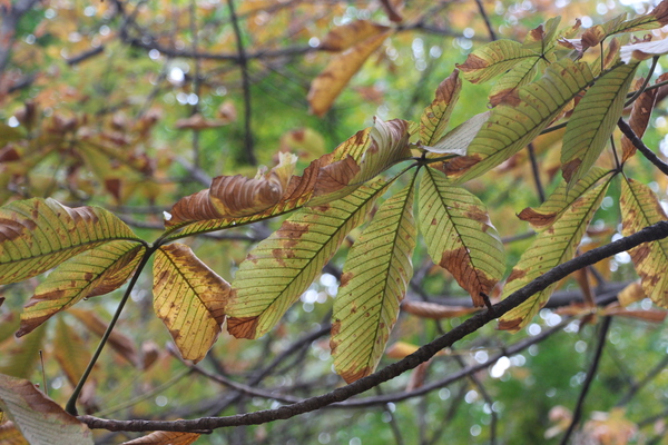 晩秋の枯れて行くトチノキの葉/癒し憩い画像データベース