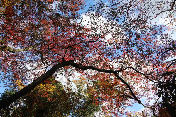 青空に映える楓の秋模様