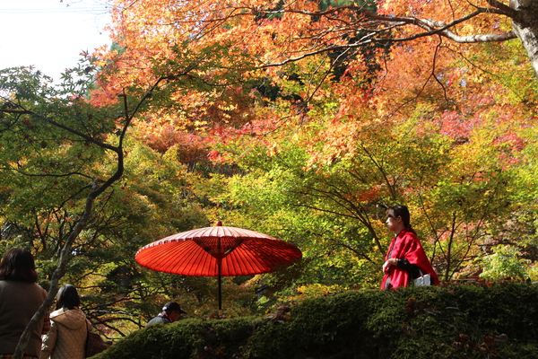 茶屋と野点傘の秋風情/癒し憩い画像データベース