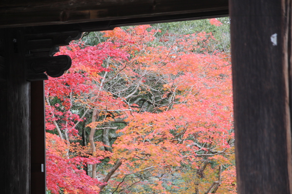 神護寺「楼門から見た紅葉」