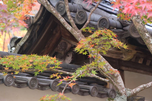 秋の神護寺「瓦屋根と楓」/癒し憩い画像データベース