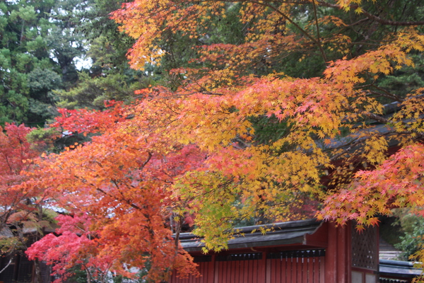 秋の京都・神護寺「紅葉と和気公霊廟」